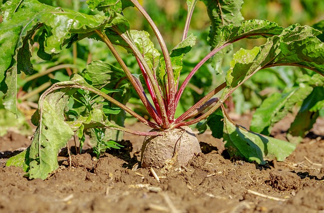 03 impacts positifs de l’agriculture biologique