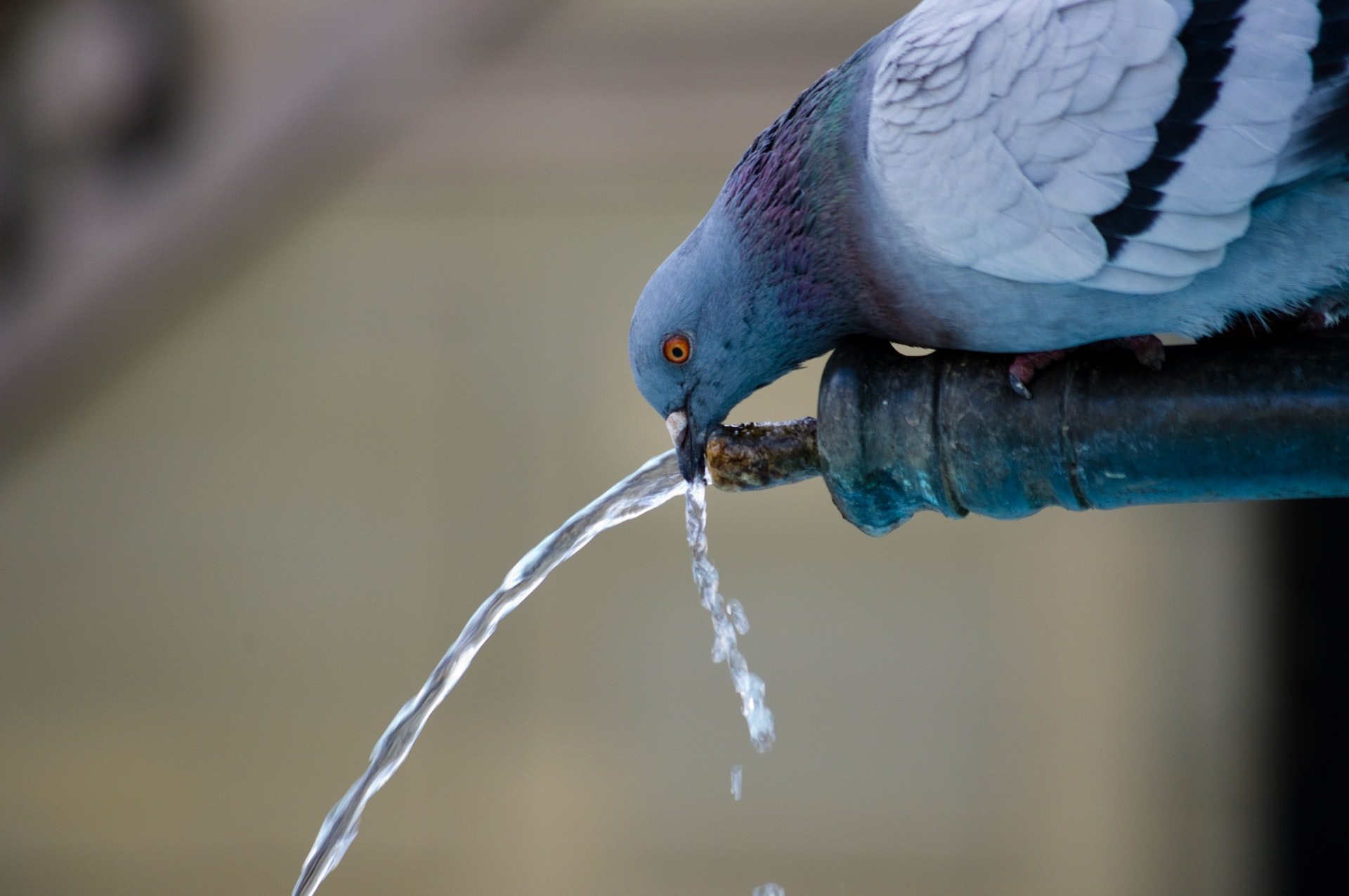 Maintenance proactive des infrastructures d’eau potable : une necessite pour preserver nos ressources